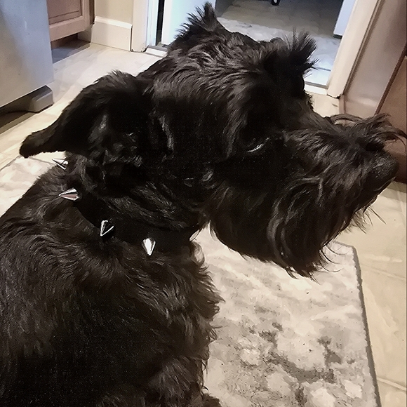 😘😊Meet your Posher, Carrolyn🥰😍 - Picture 4 of 4